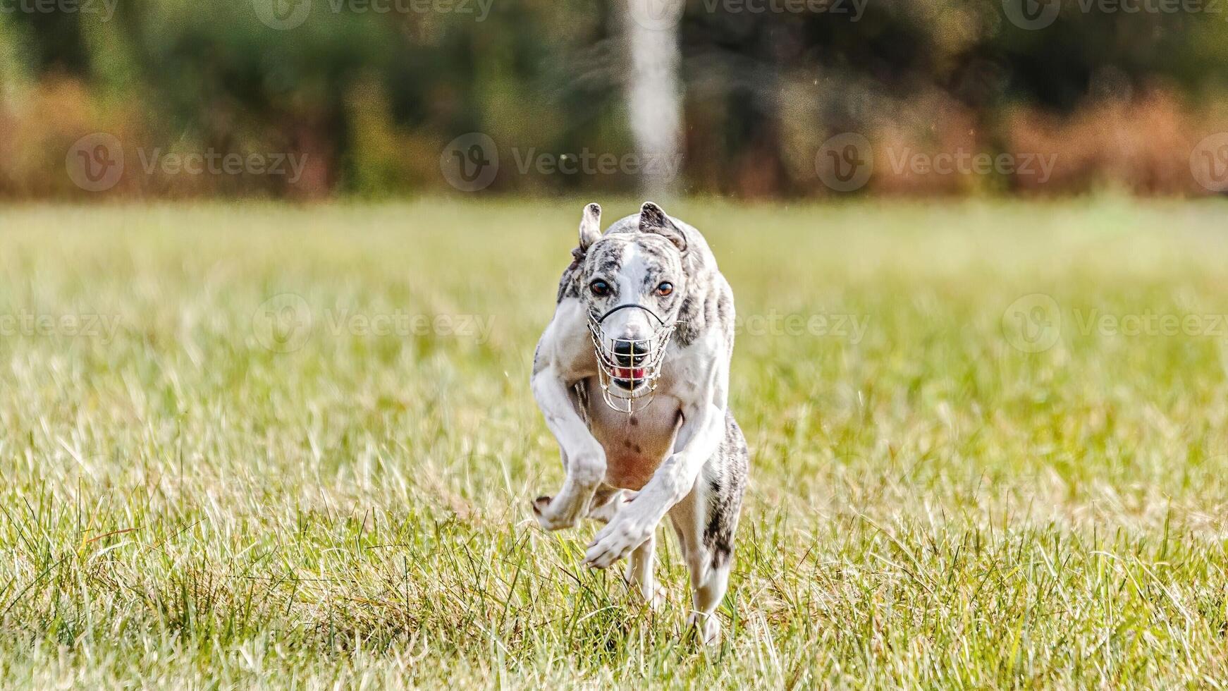 Whippet sprinter running in the field on lure coursing competition photo
