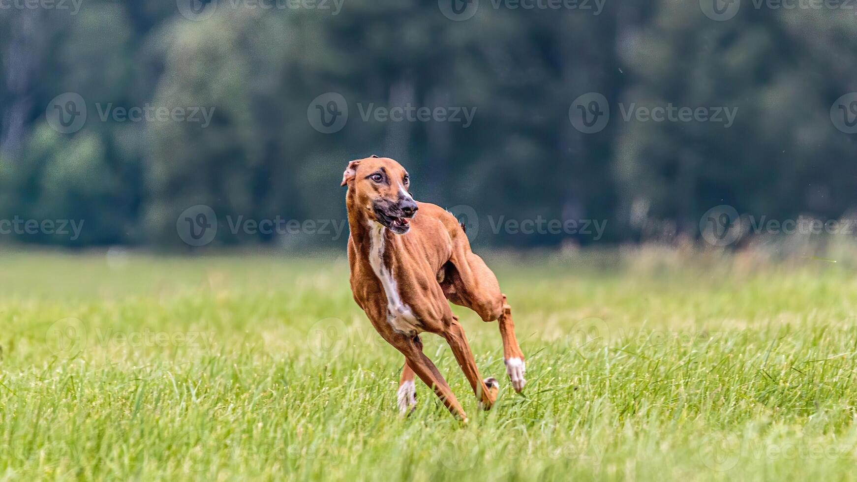 Azawakh running in the field on lure coursing competition photo