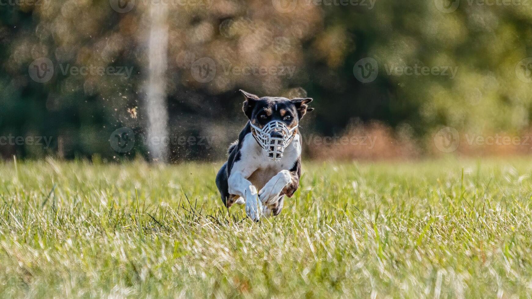 Basenji running in the field on lure coursing competition photo