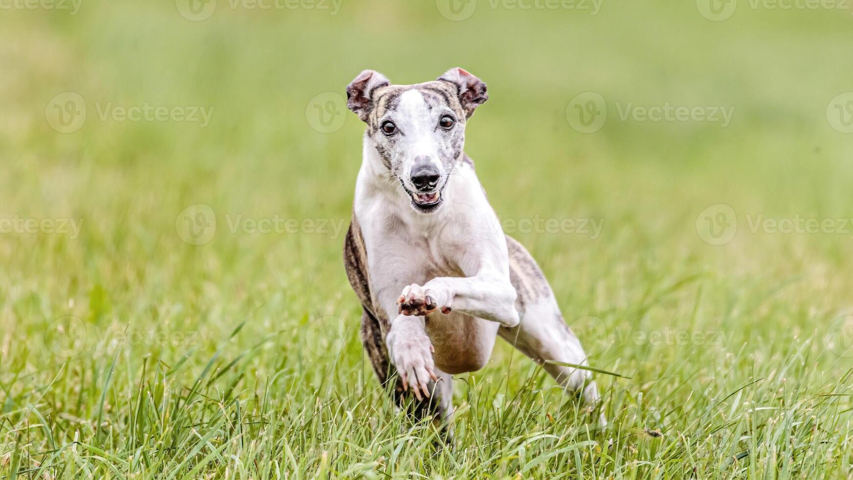 Whippet running in the field on lure coursing competition photo