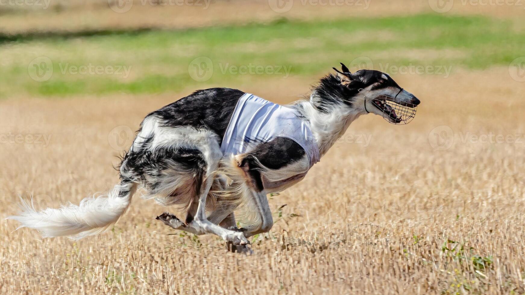Borzoi dog running in the field on lure coursing competition photo