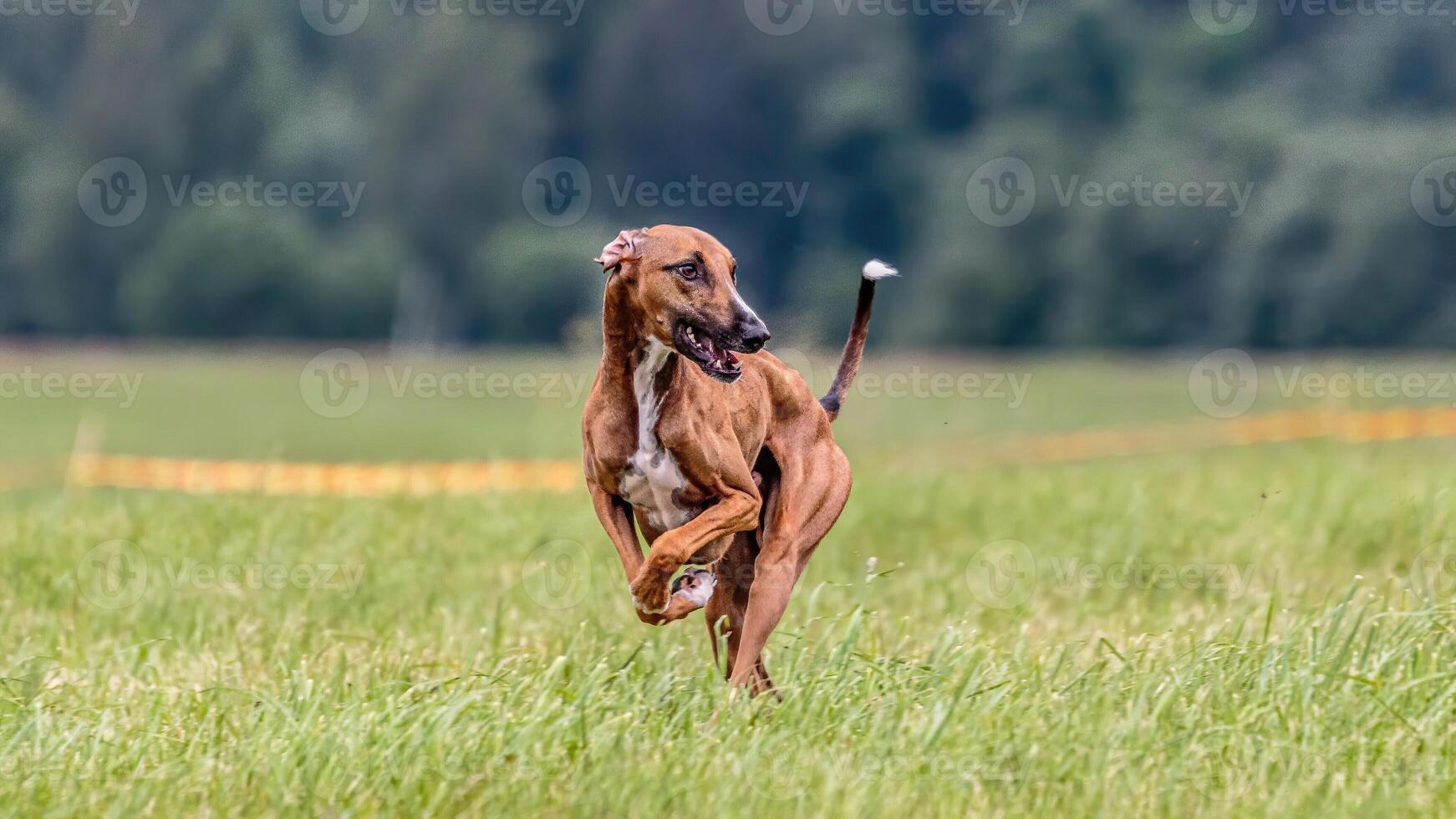 Azawakh running in the field on lure coursing competition photo
