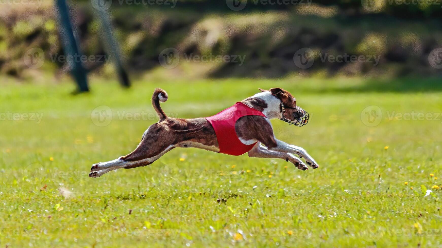 Flying basenji in red in the field on lure coursing competition photo