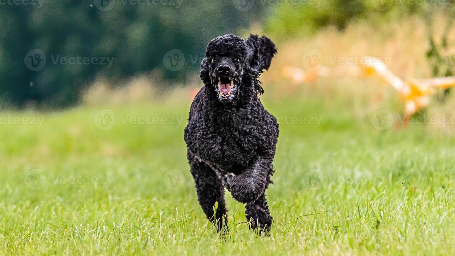 Dog running in the field on lure coursing competition photo