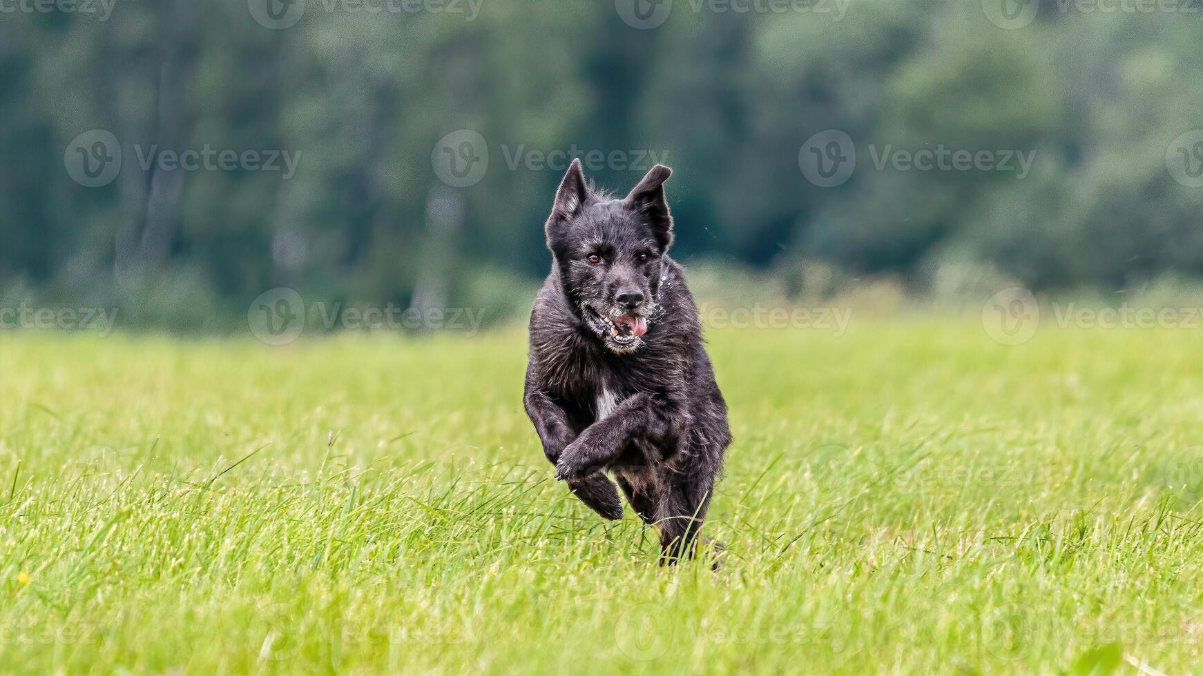 Dog running in the field on lure coursing competition photo
