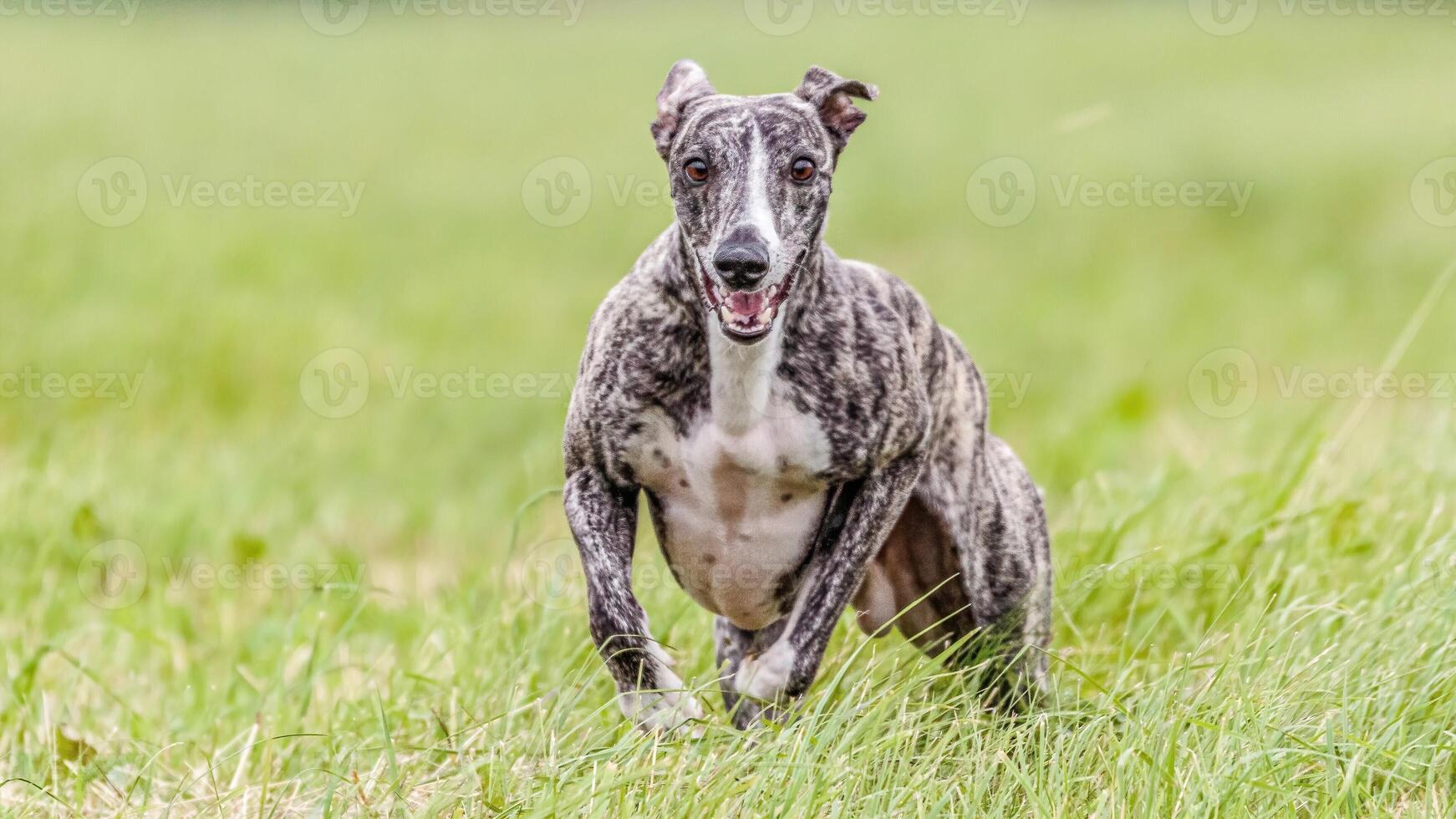 Whippet running in the field on lure coursing competition photo