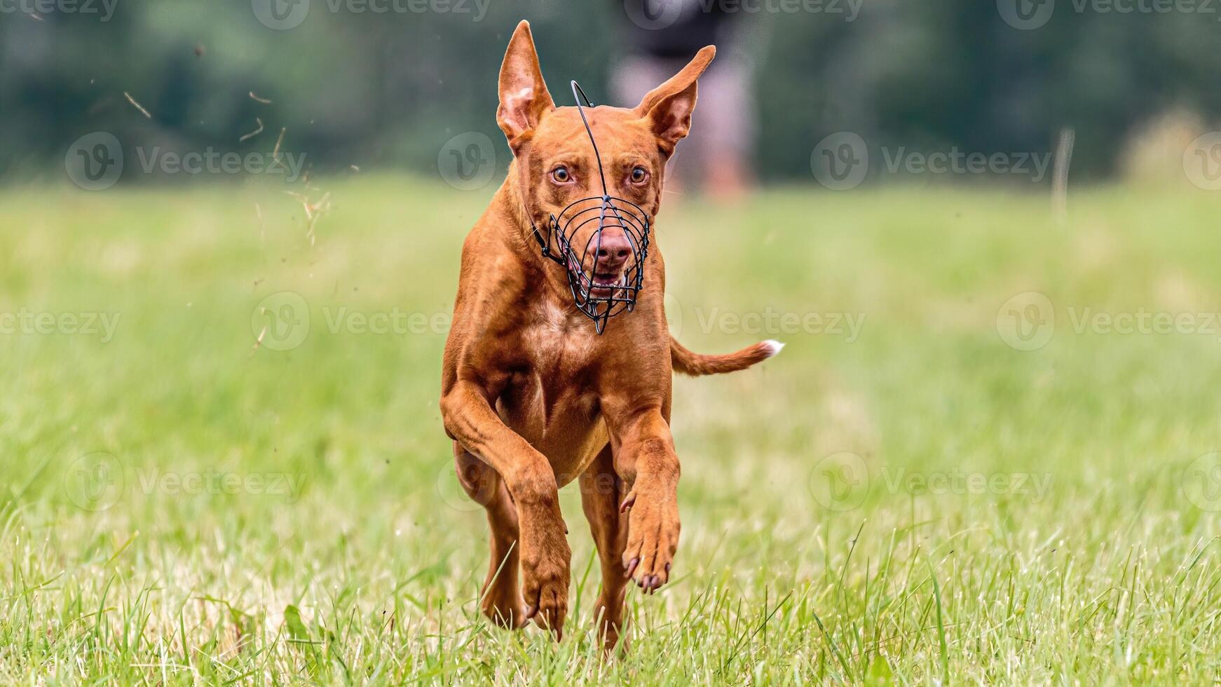 Pharaoh Hound dog running in the field on competition photo