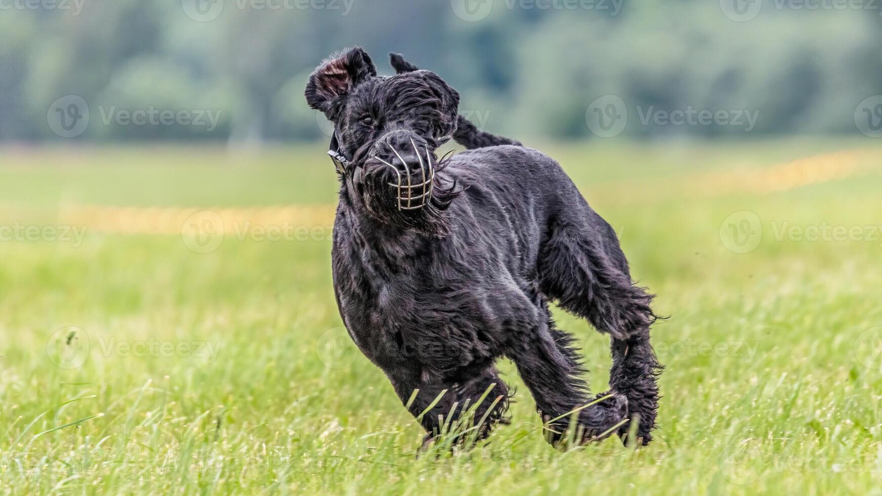 Dog running in the field on lure coursing competition photo