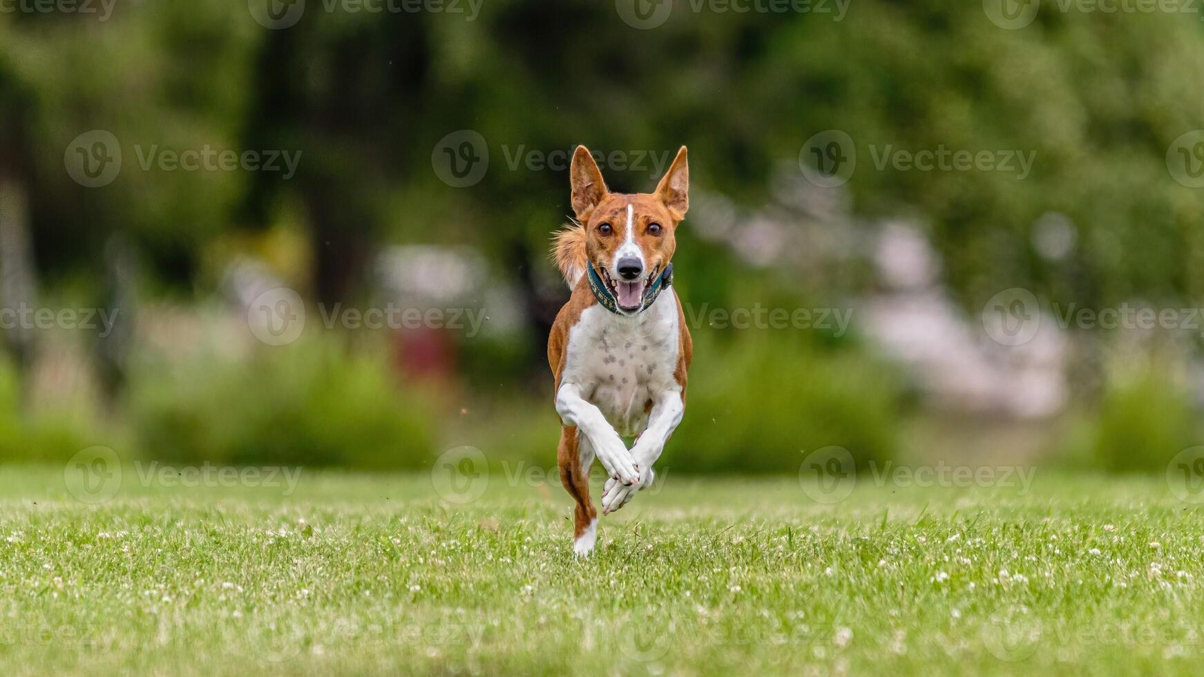 Basenji running in the field on lure coursing competition photo