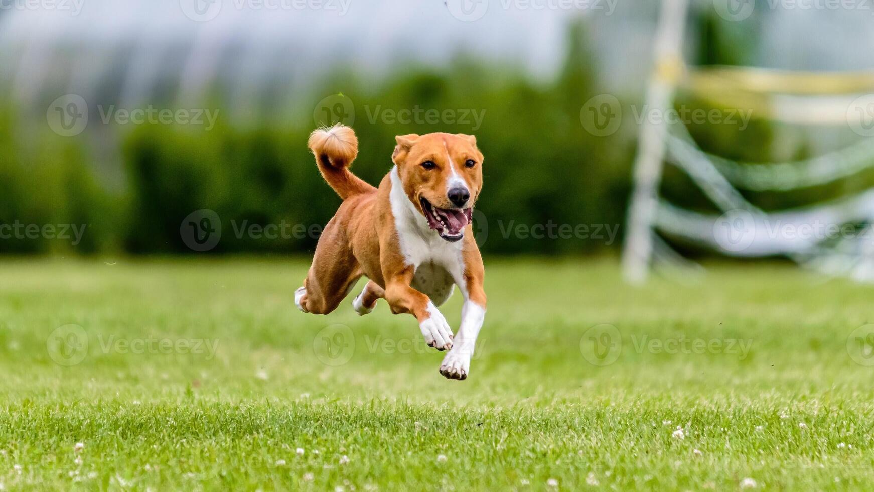 Basenji running in the field on lure coursing competition photo