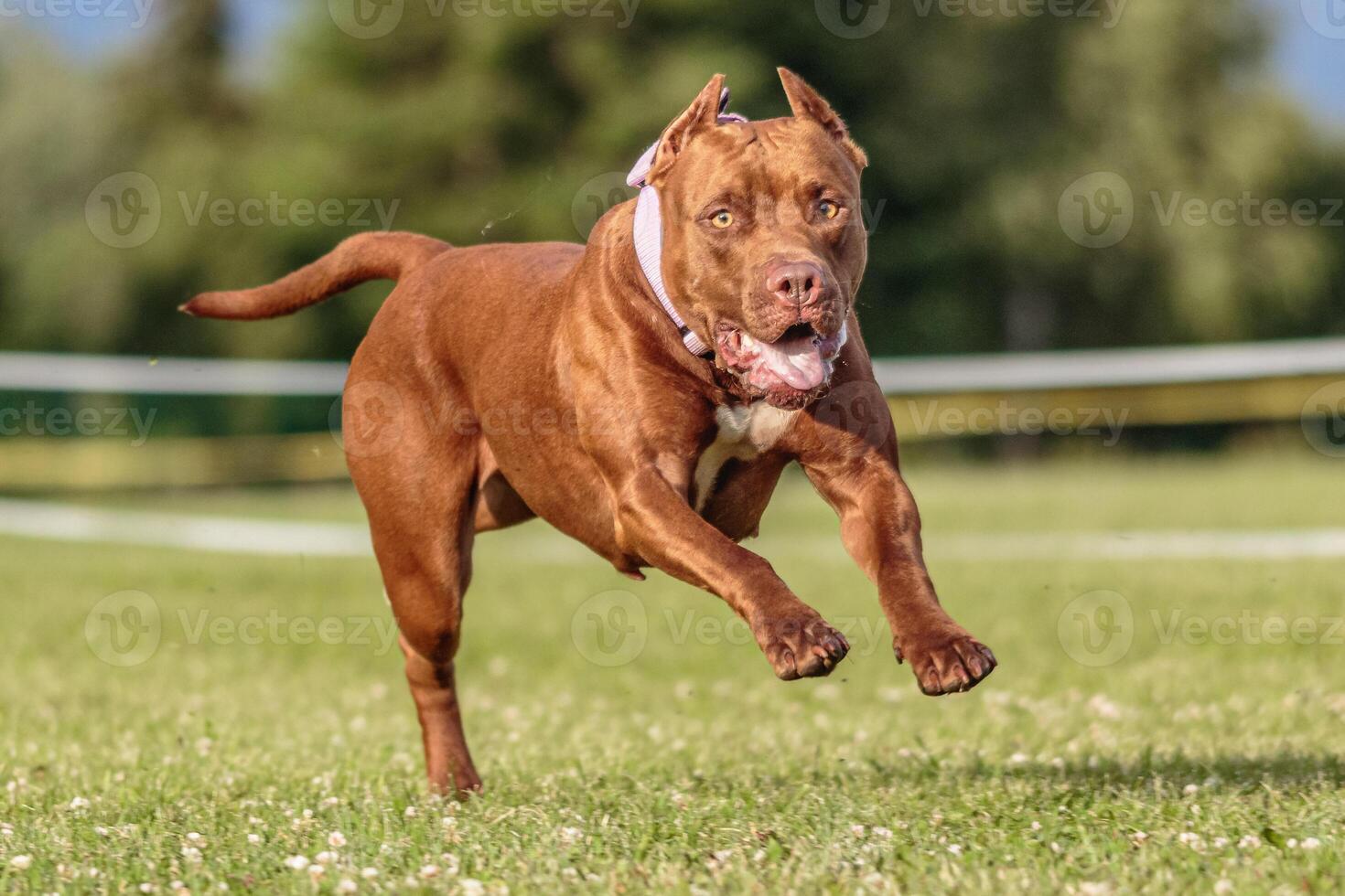American Pit Bull running in the field on lure coursing competition photo