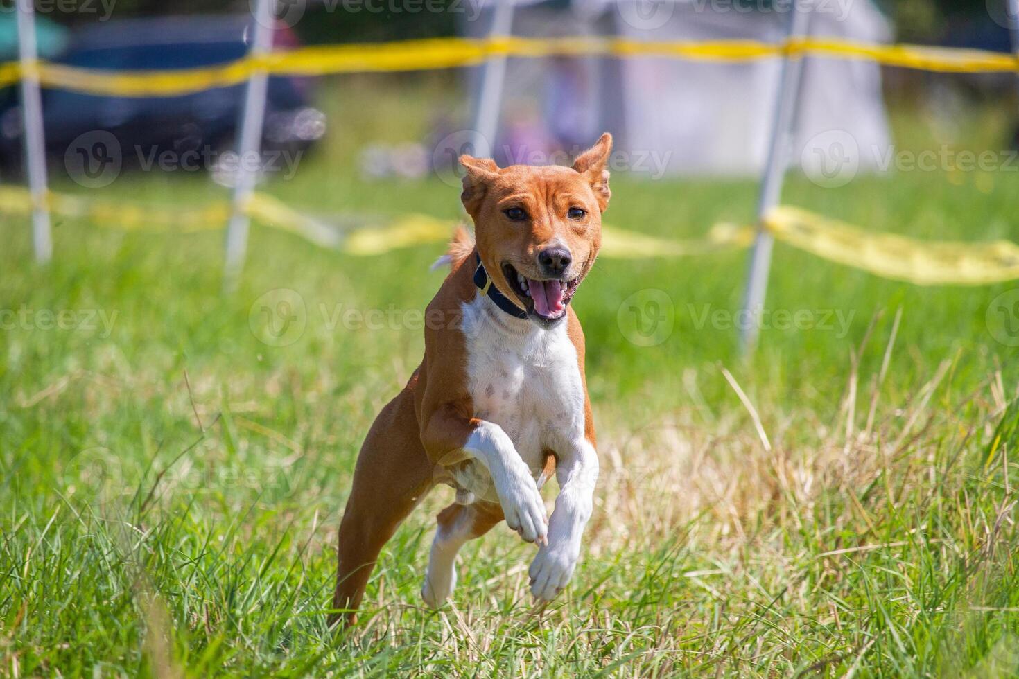 Basenji puppy first time running on dog sport photo