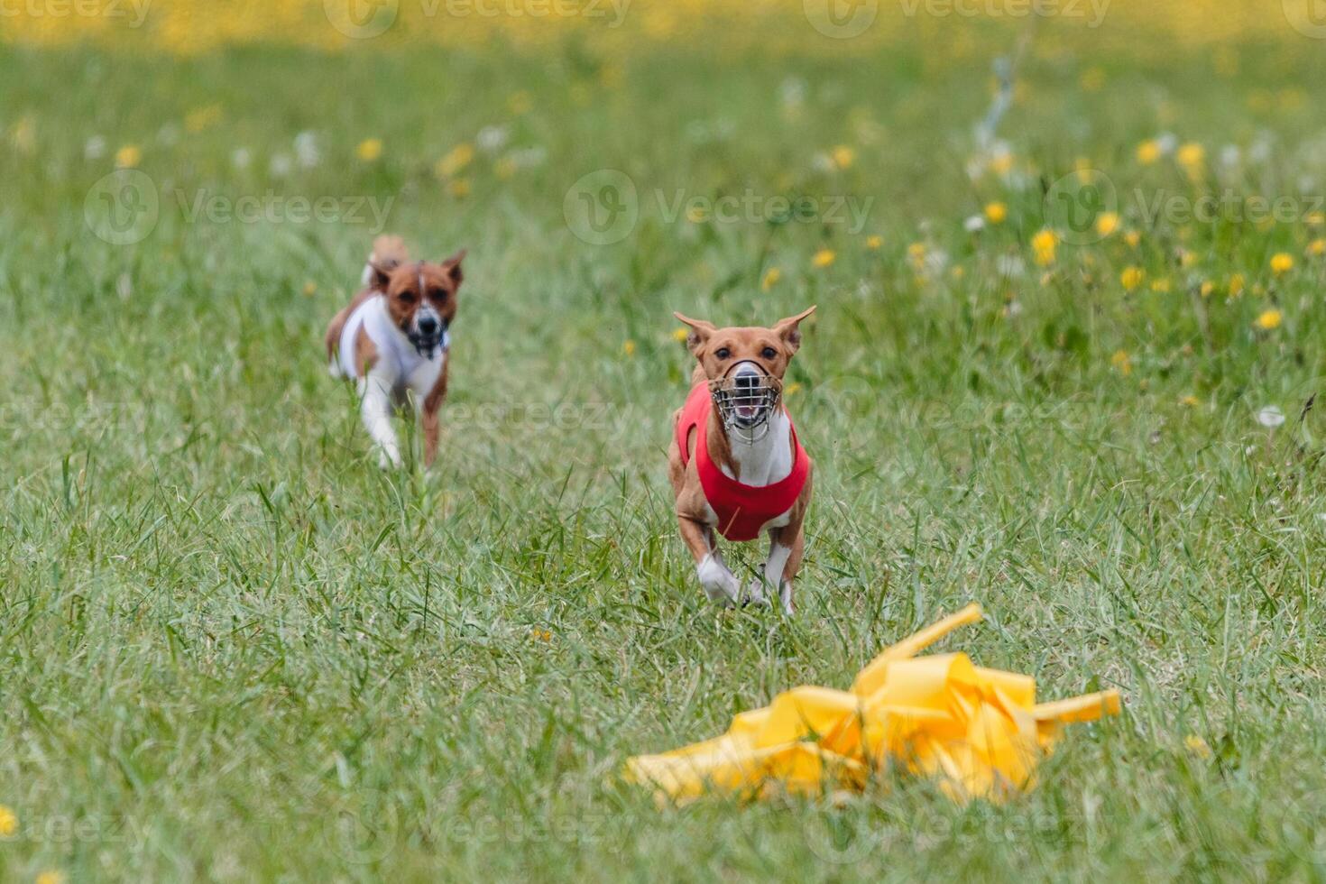 Basenjis running qualification for lure coursing championship photo