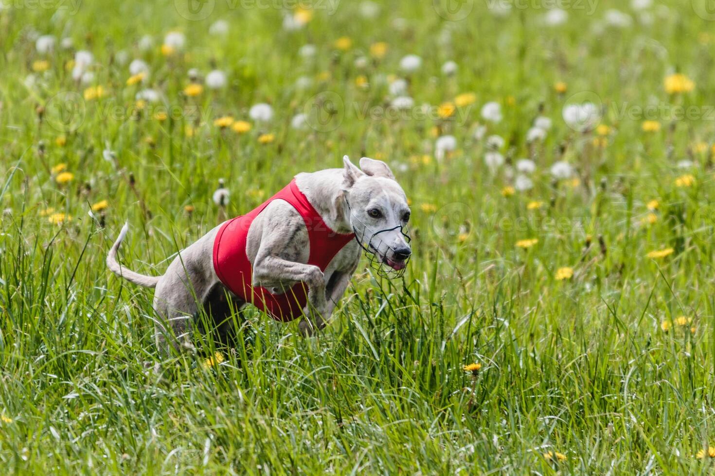 Whippet running in a red jacket coursing field on lure coursing photo