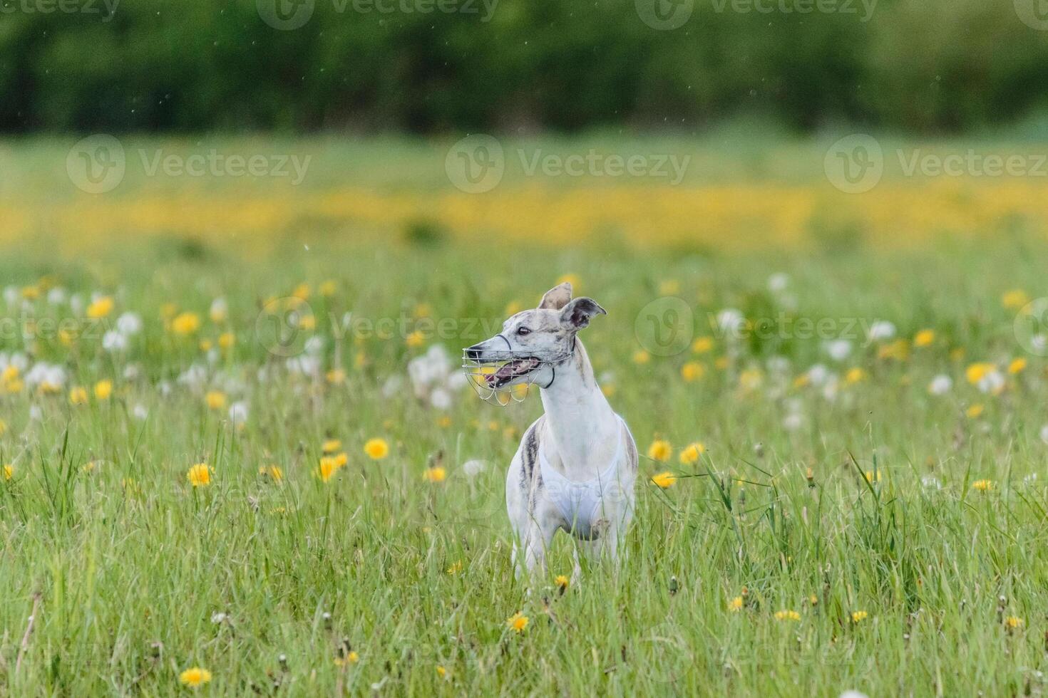 Whippet running in jacket coursing field on lure coursing photo