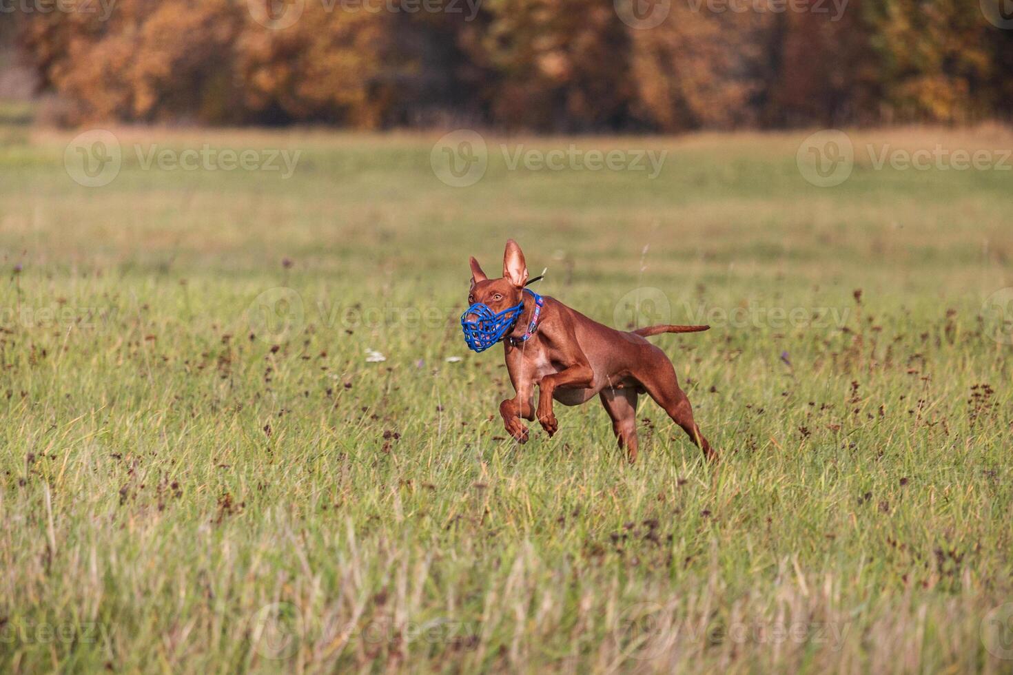cirneco dell etna running full speed at lure coursing photo