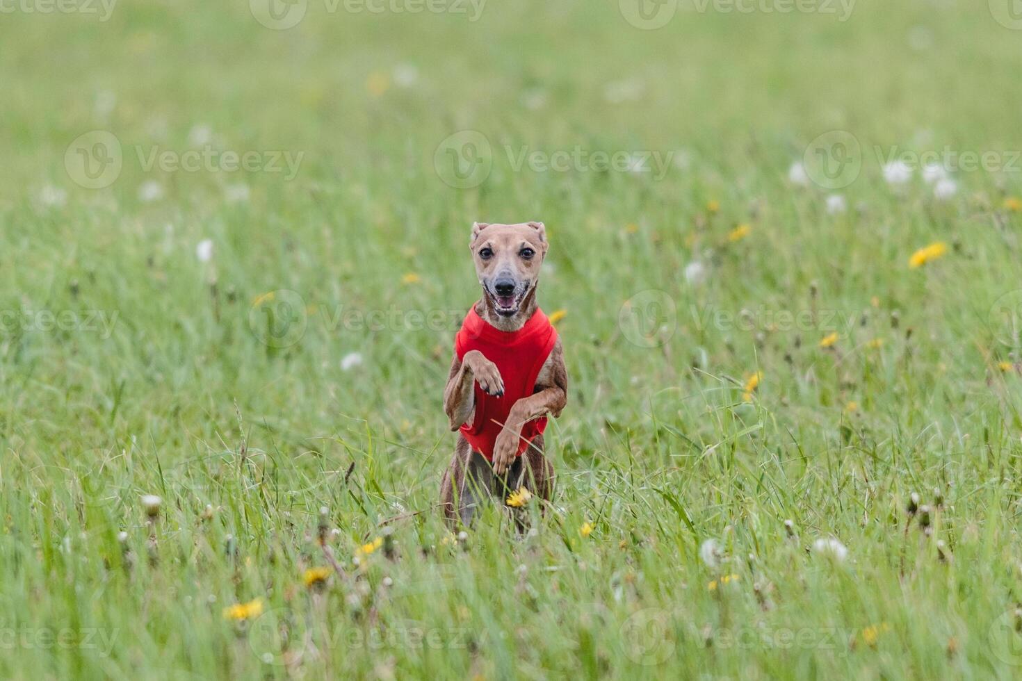 Italian Greyhound running in lure coursing competition photo