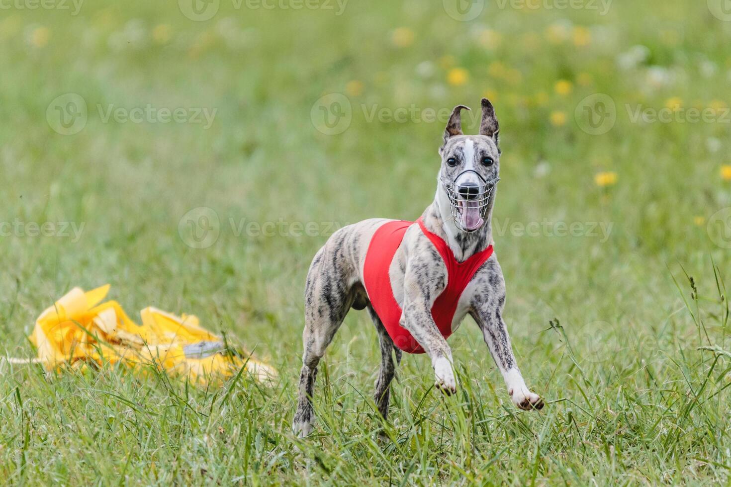 Whippet running in jacket coursing field on lure coursing photo