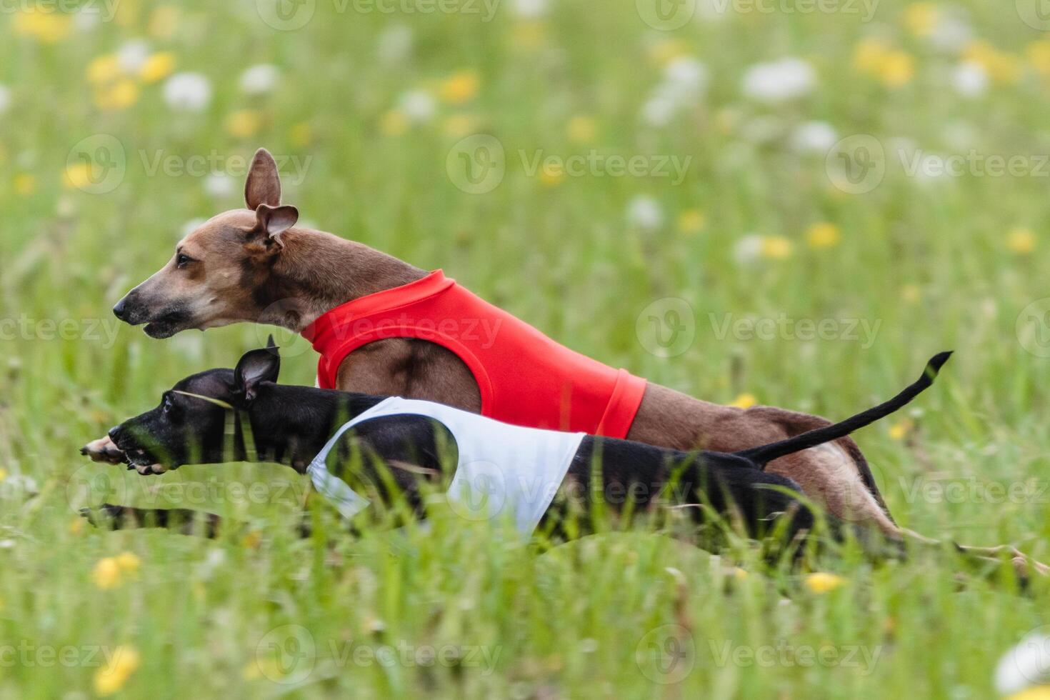 Italian Greyhound running in lure coursing competition photo