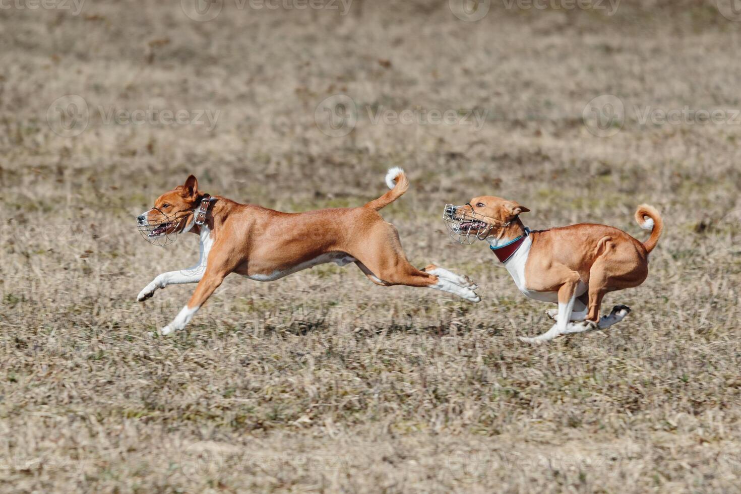 Two basenjis running qualification for lure coursing championship photo