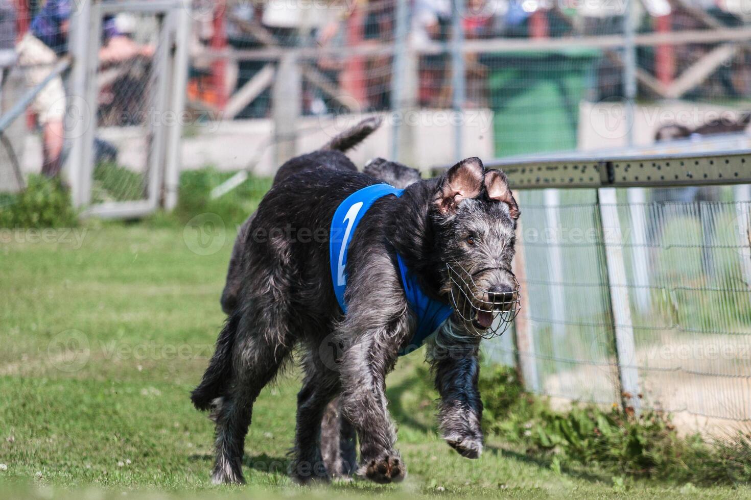 two greyhound dogs running at racing competion photo