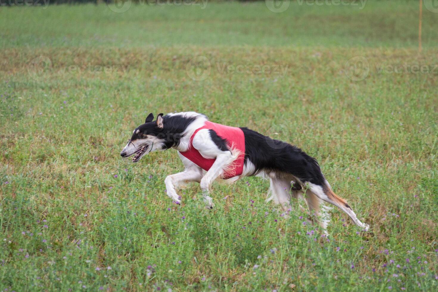 russian borzoi dog running full speed at lure coursing photo
