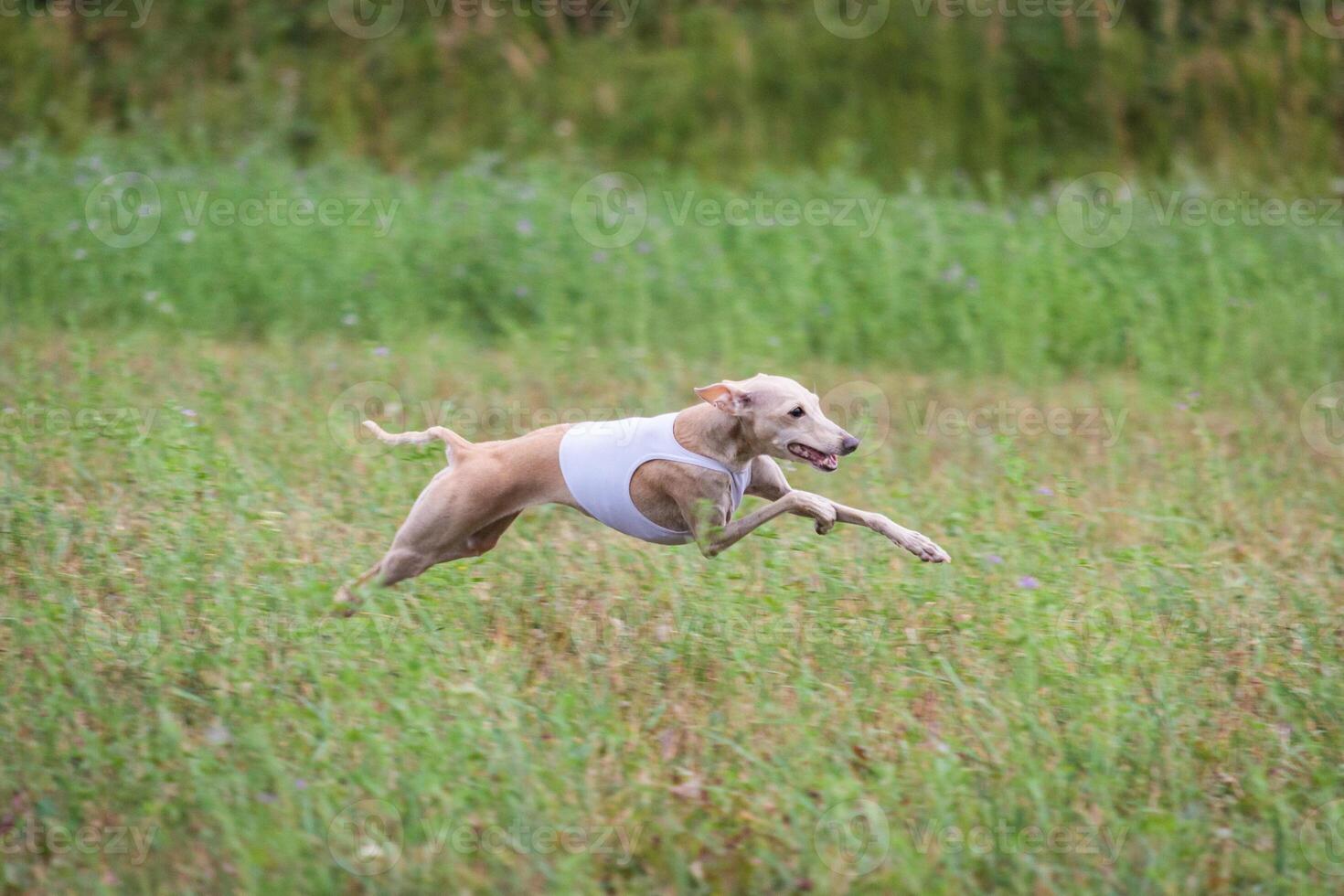 Italian Greyhound running in lure coursing competition photo