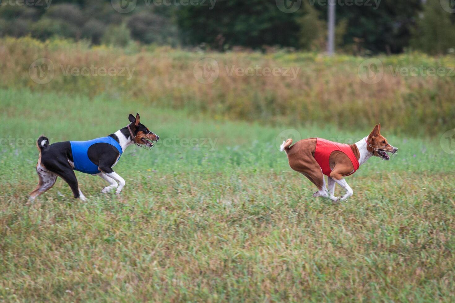Basenjis running qualification for lure coursing championship photo