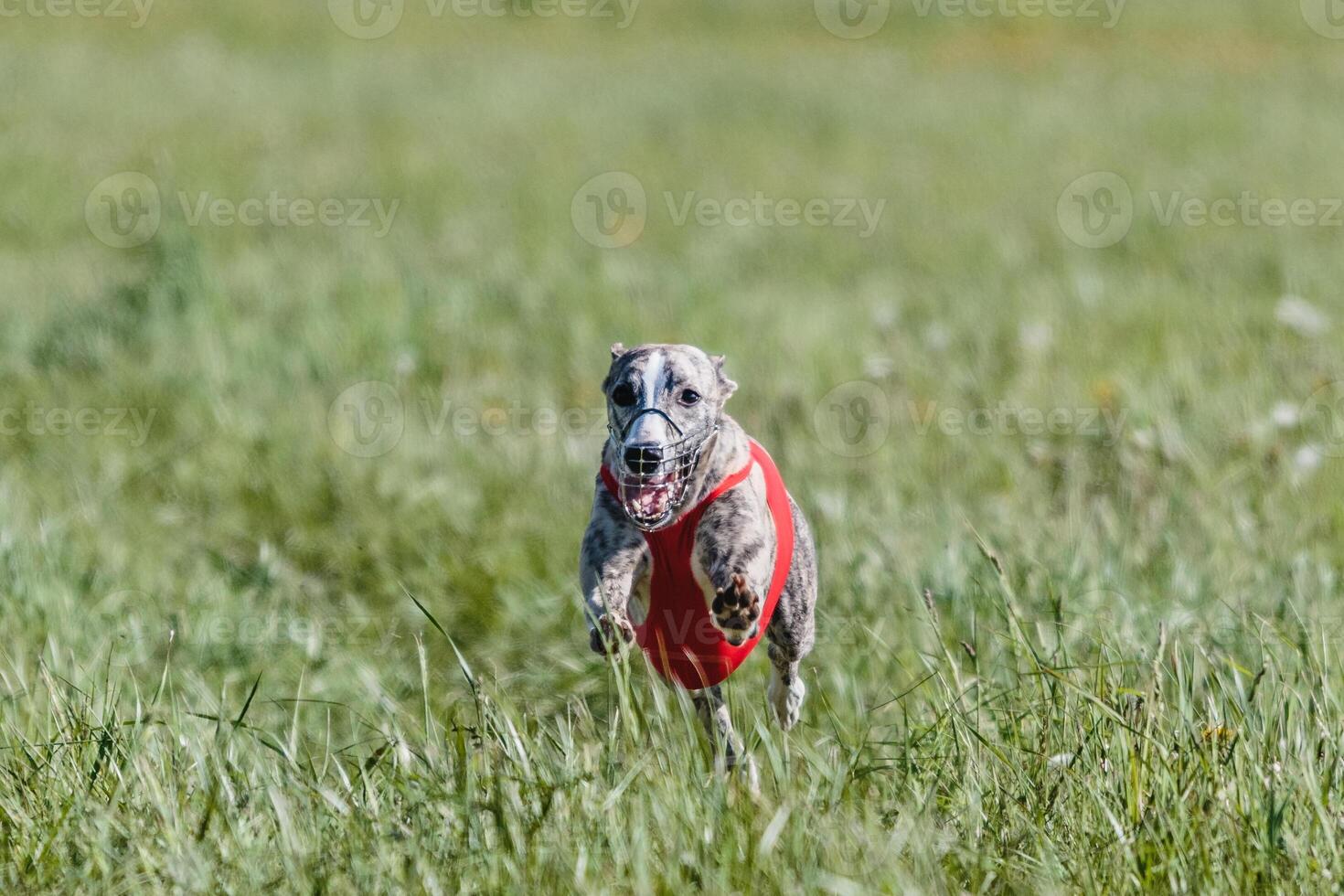 Whippet running in a red jacket coursing field on lure coursing photo