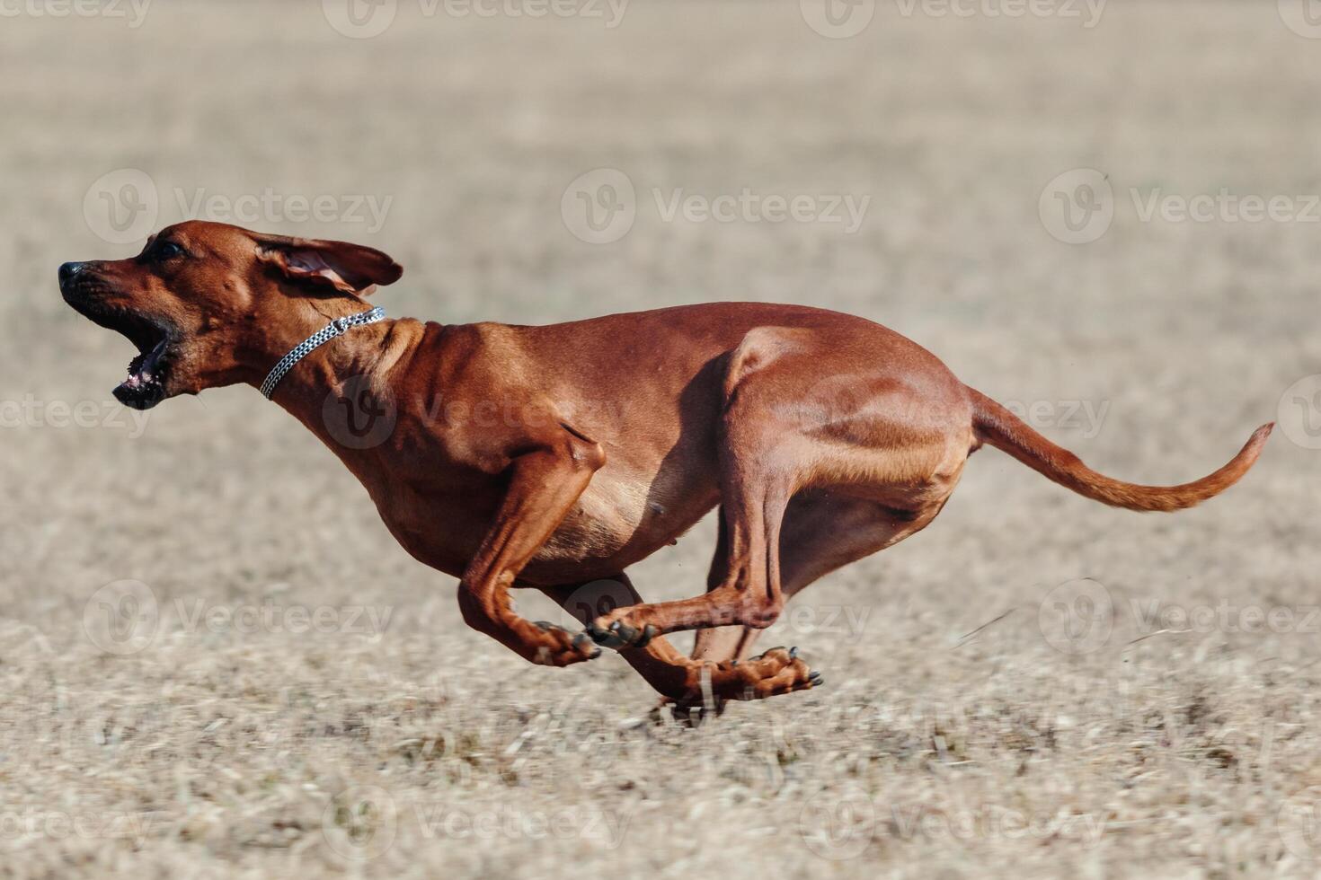 Rhodesian Ridgeback dog running full speed at lure coursing photo