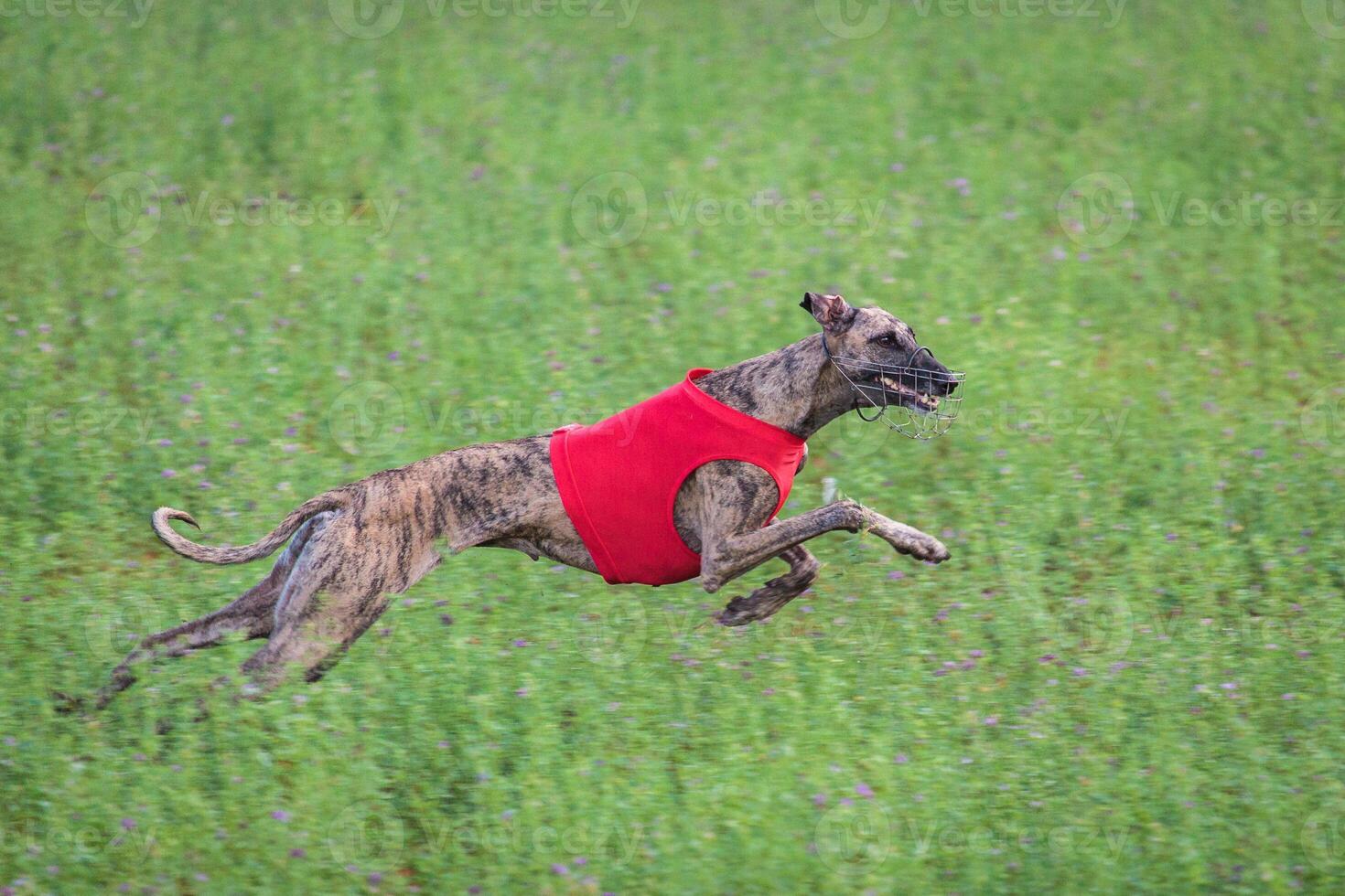Whippet running in a red jacket coursing field on lure coursing photo