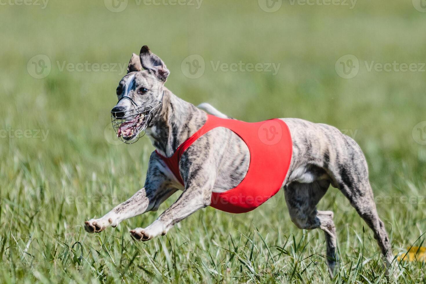 Whippet running in a red jacket coursing field on lure coursing photo