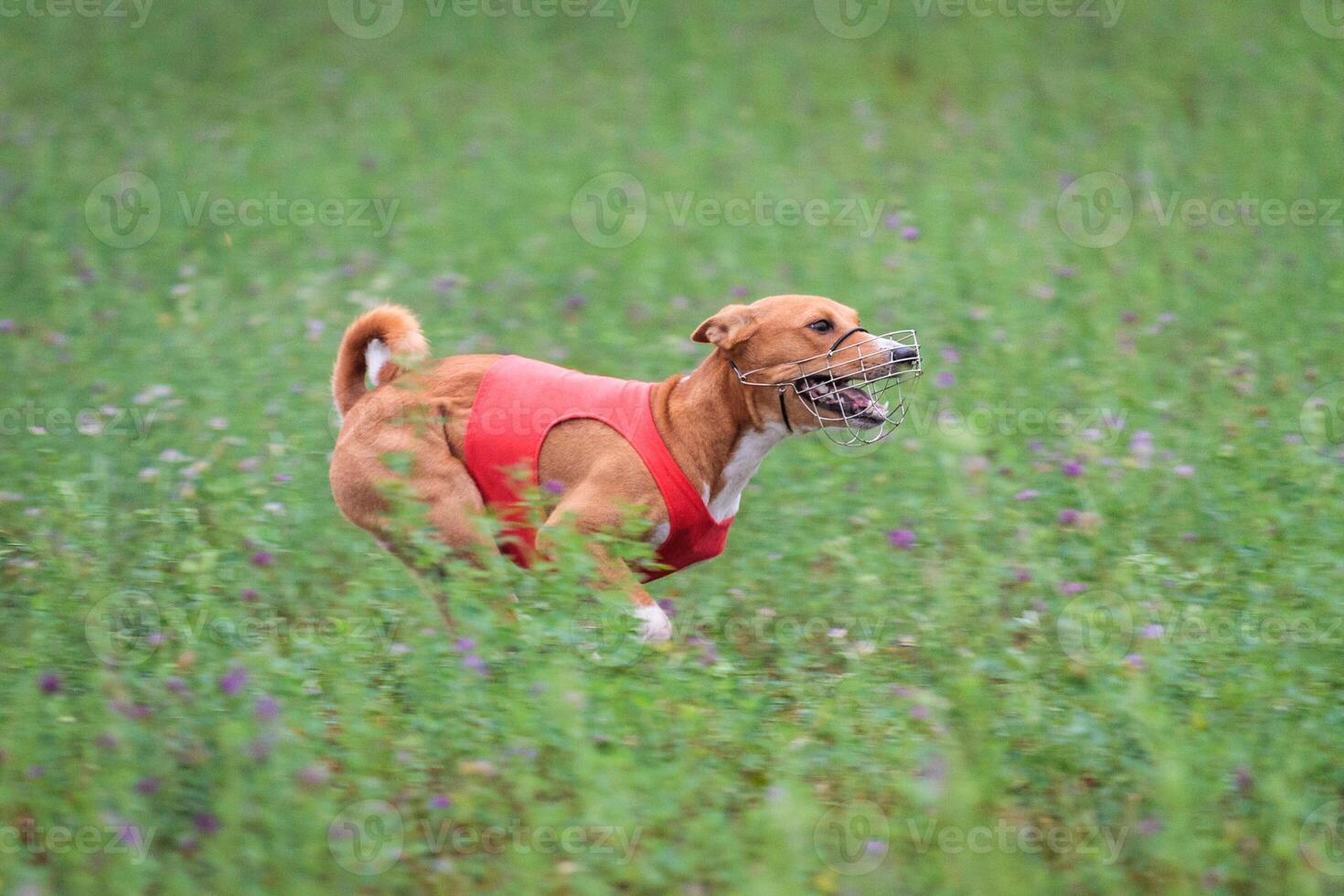 Basenji running in green field on lure coursing competition photo
