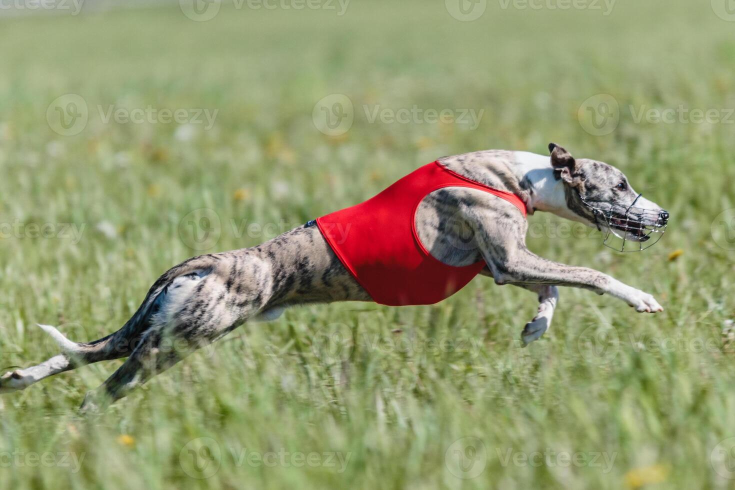 Whippet running in a red jacket coursing field on lure coursing photo