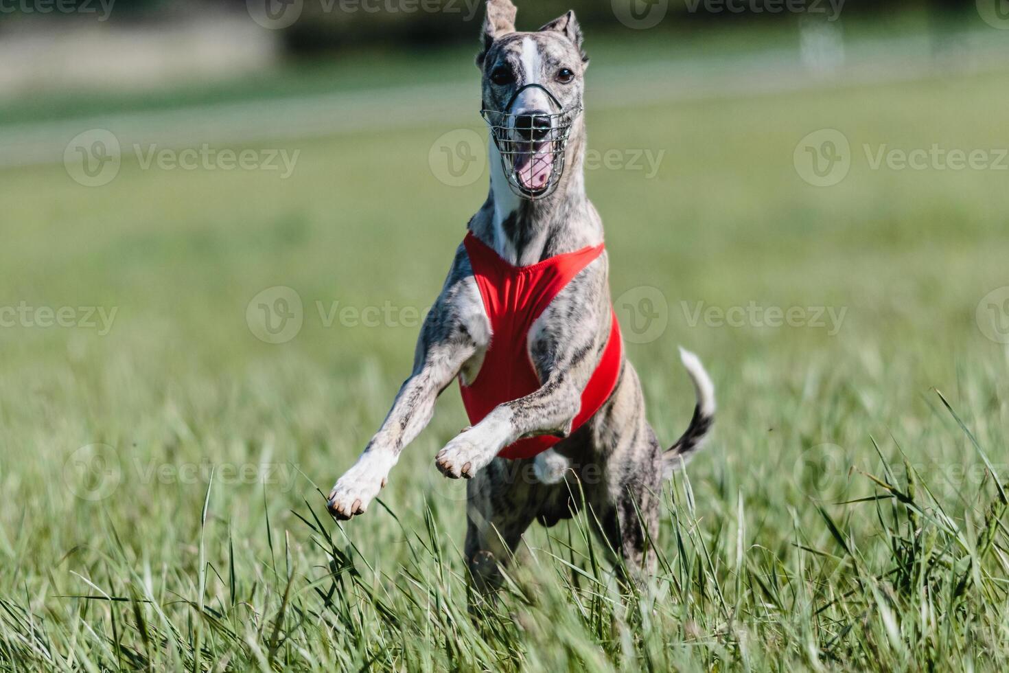 Whippet running in a red jacket coursing field on lure coursing photo