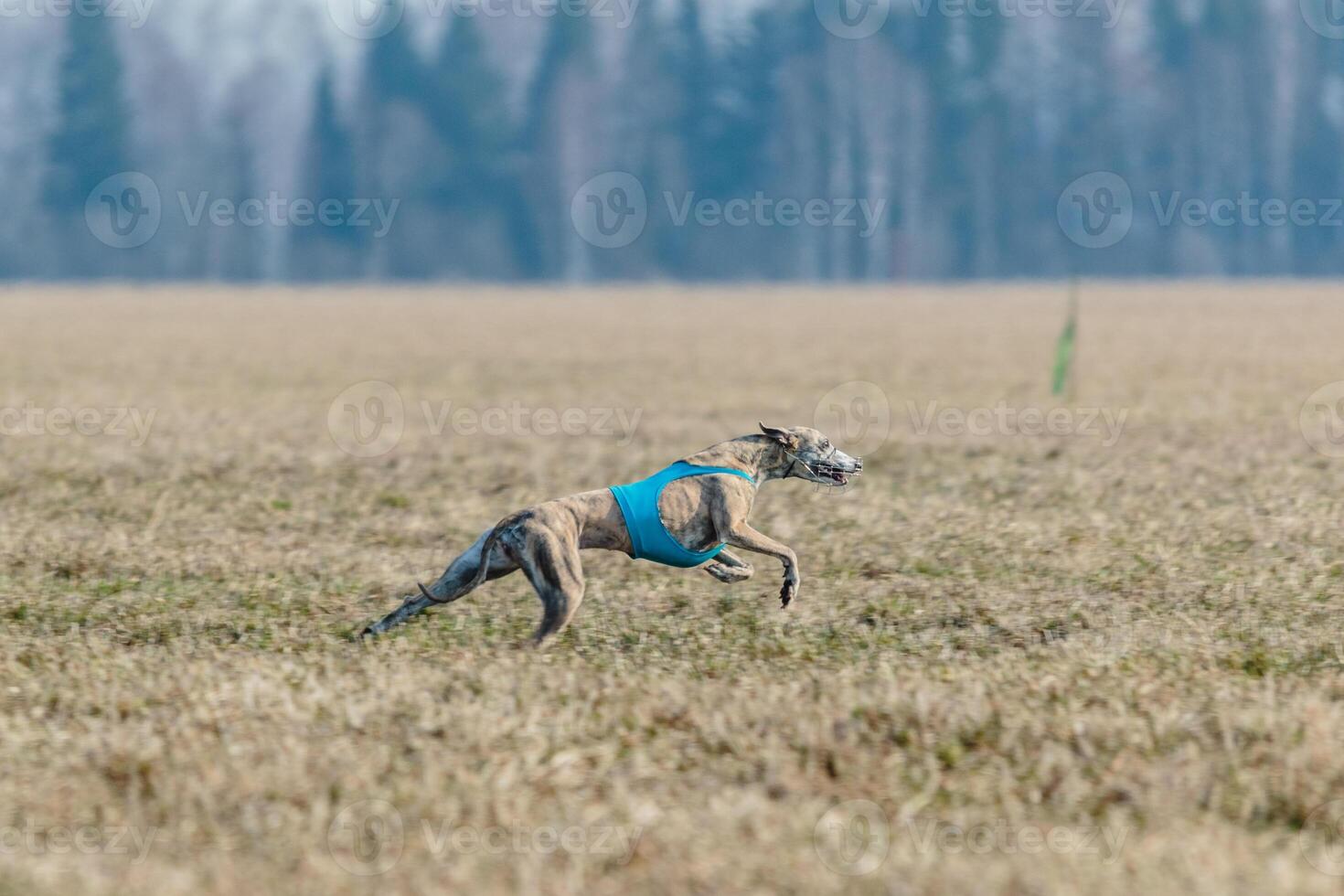 Whippet running in jacket coursing field on lure coursing photo