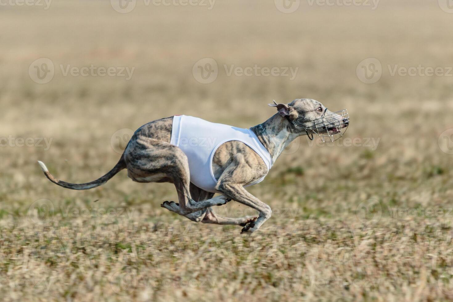 Whippet running in jacket coursing field on lure coursing photo