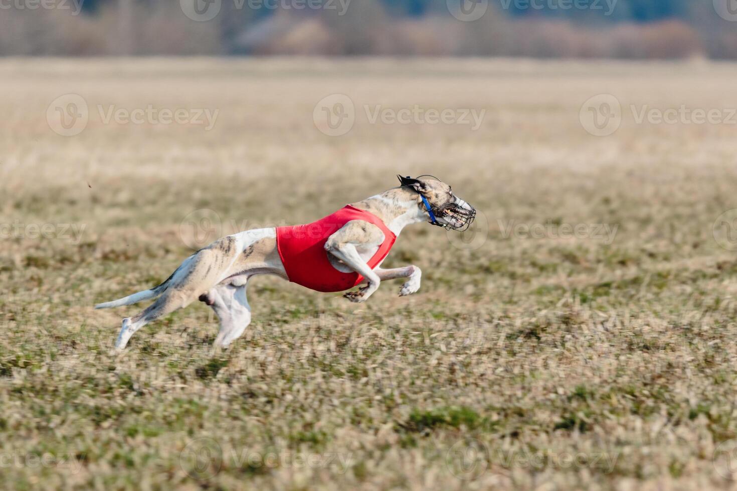 Whippet running in a red jacket coursing field on lure coursing photo