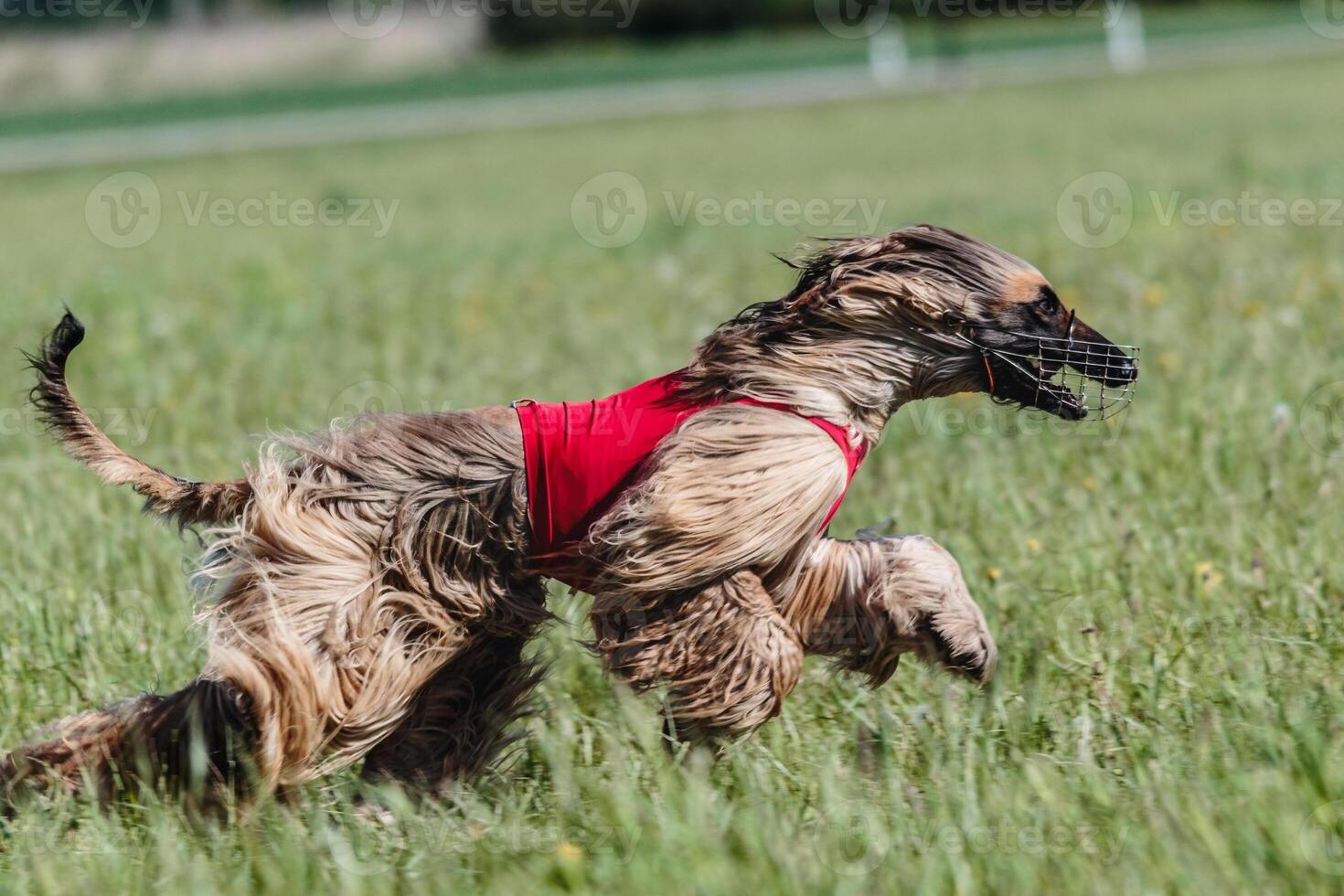 afghan borzoi dog running lure coursing competition on field photo