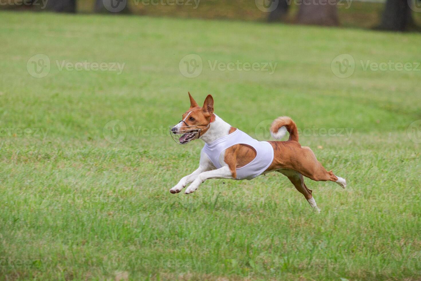 basenji lifted off the ground during the dog race competition photo