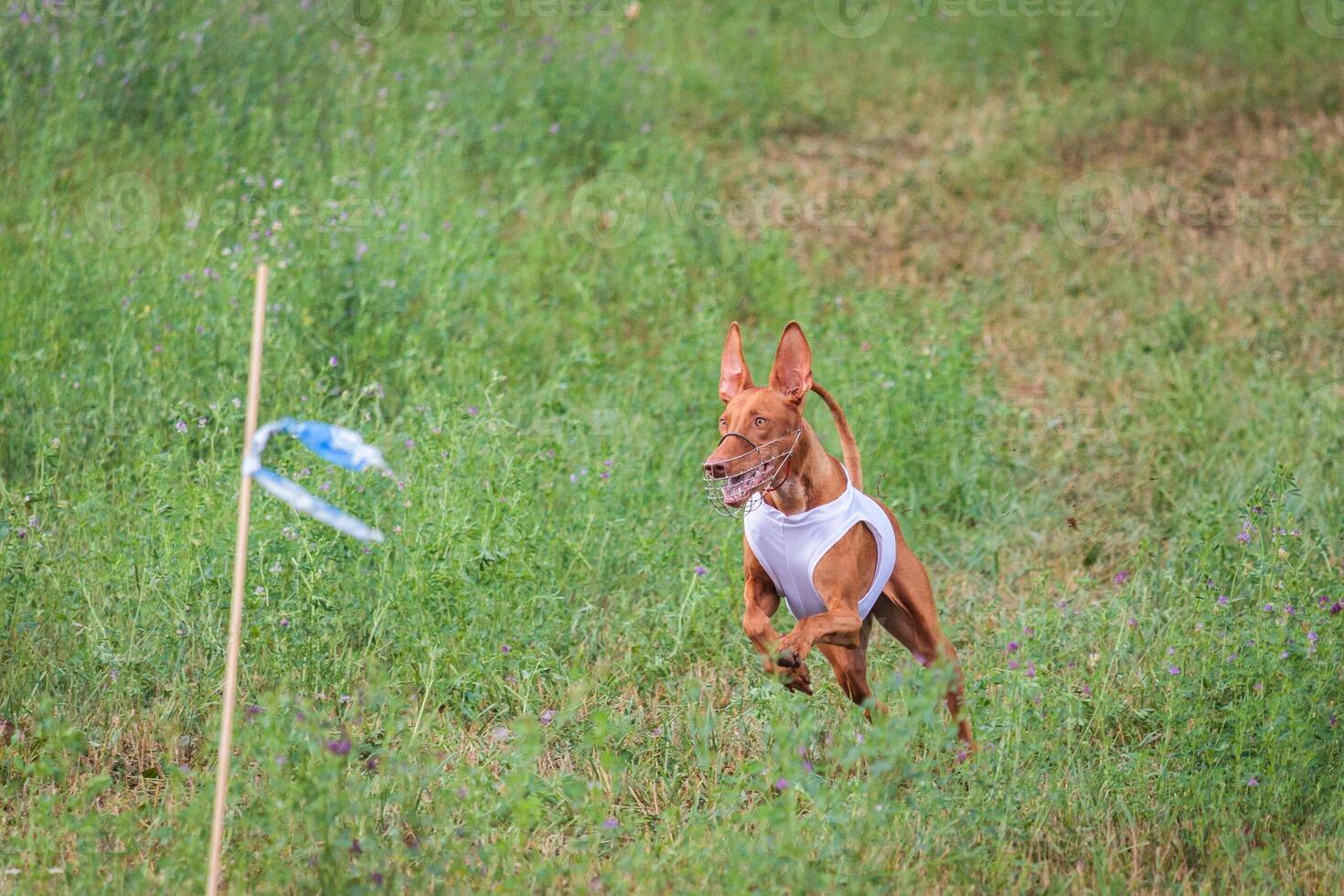 cirneco dell etna running full speed at lure coursing photo