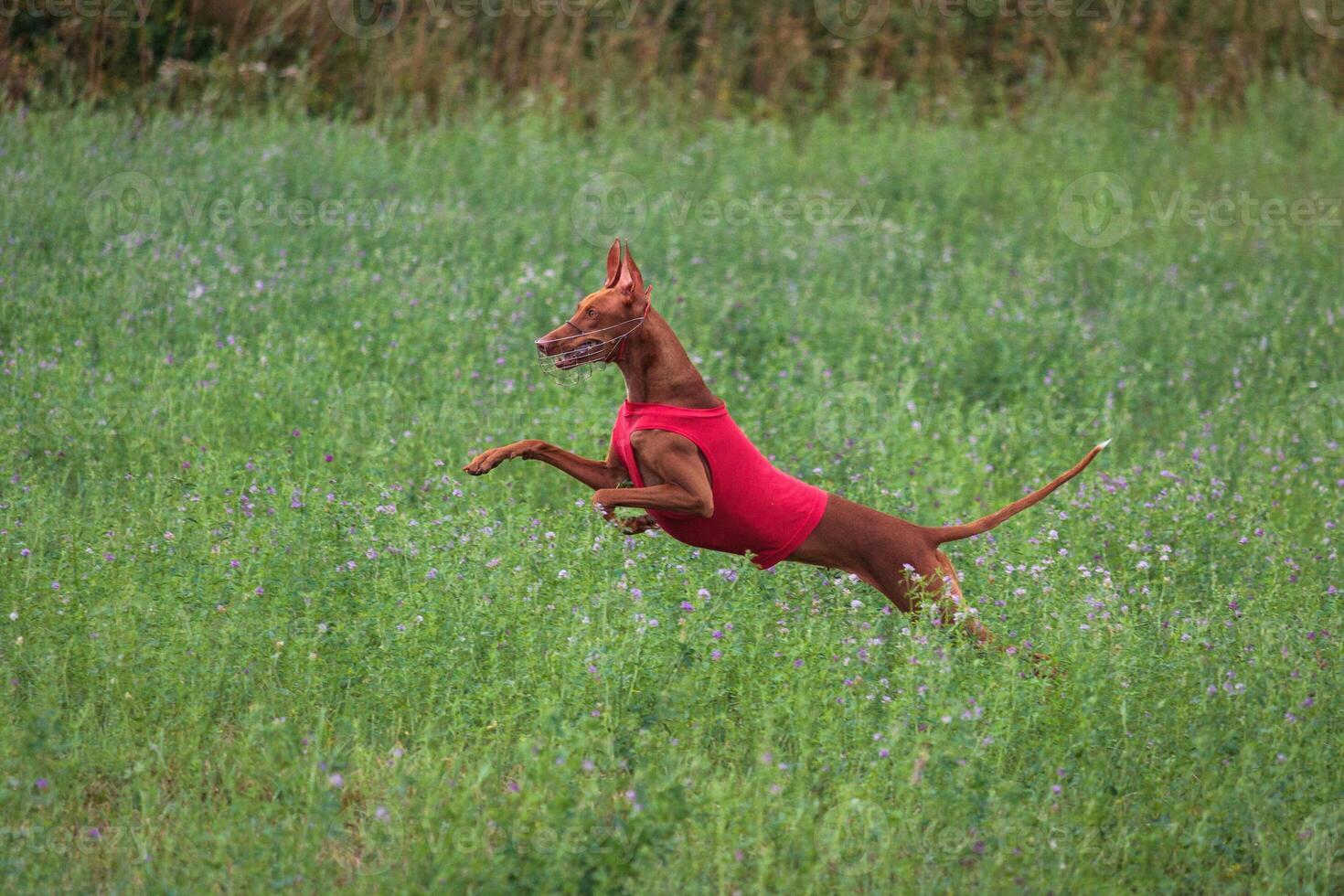 cirneco dell etna running full speed at lure coursing photo