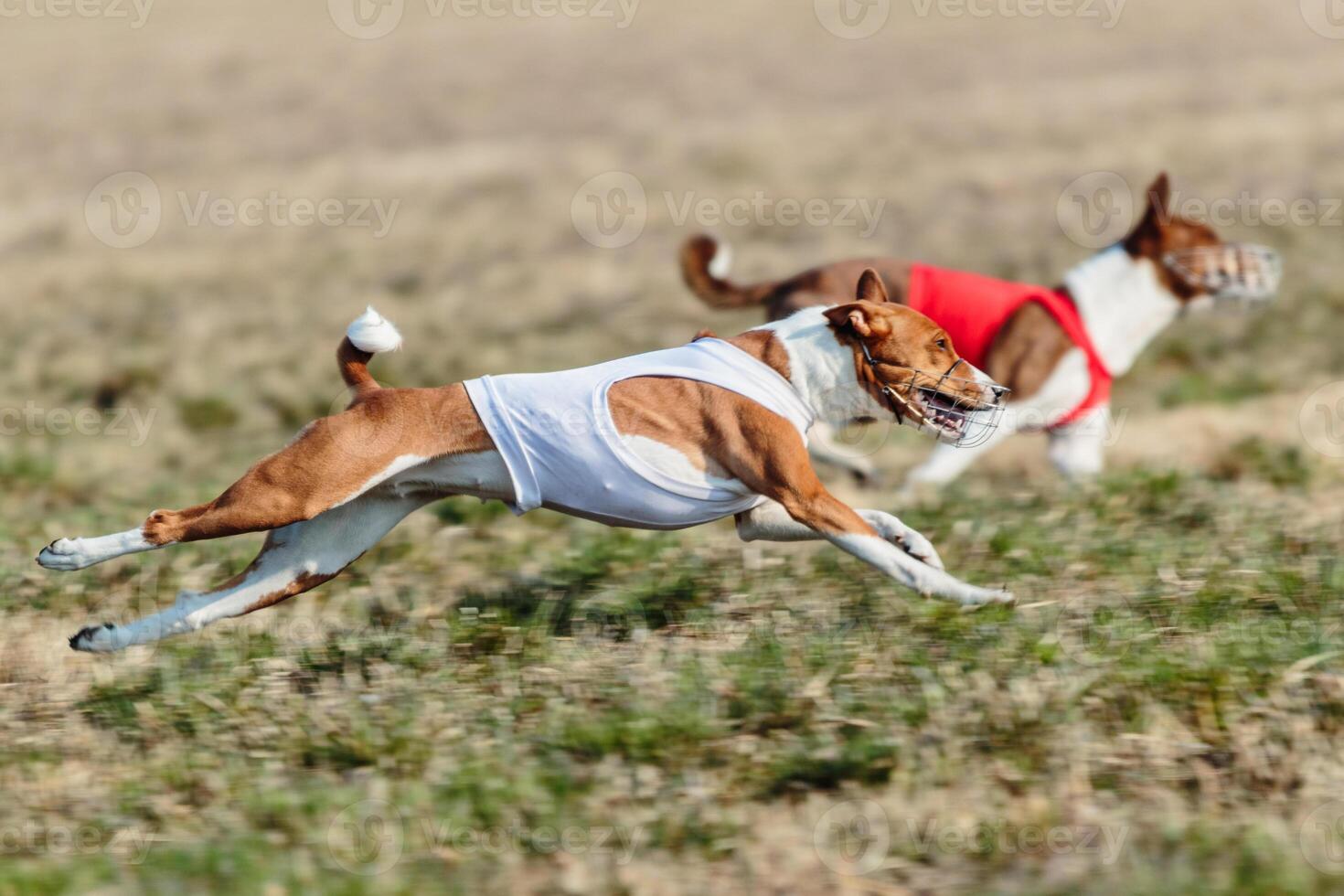 Two basenjis running qualification for lure coursing championship photo