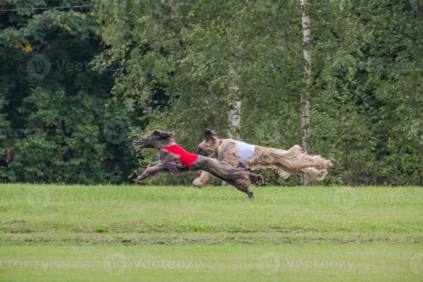 two afghan borzoi dogs running lure coursing competition on field photo