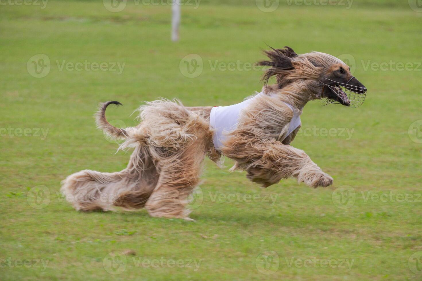 afghan borzoi dog running lure coursing competition on field photo