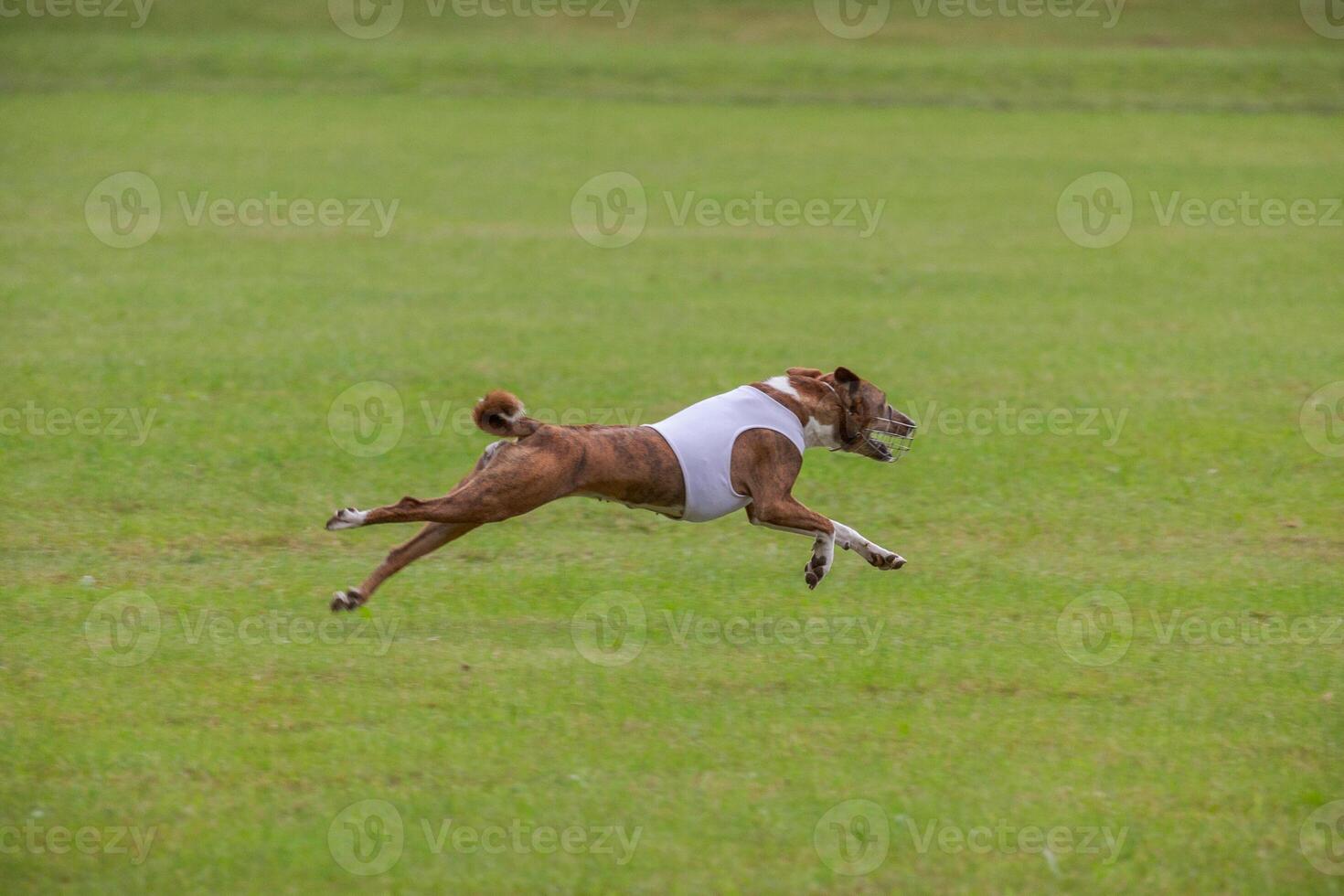 basenji lifted off the ground during the dog race competition photo