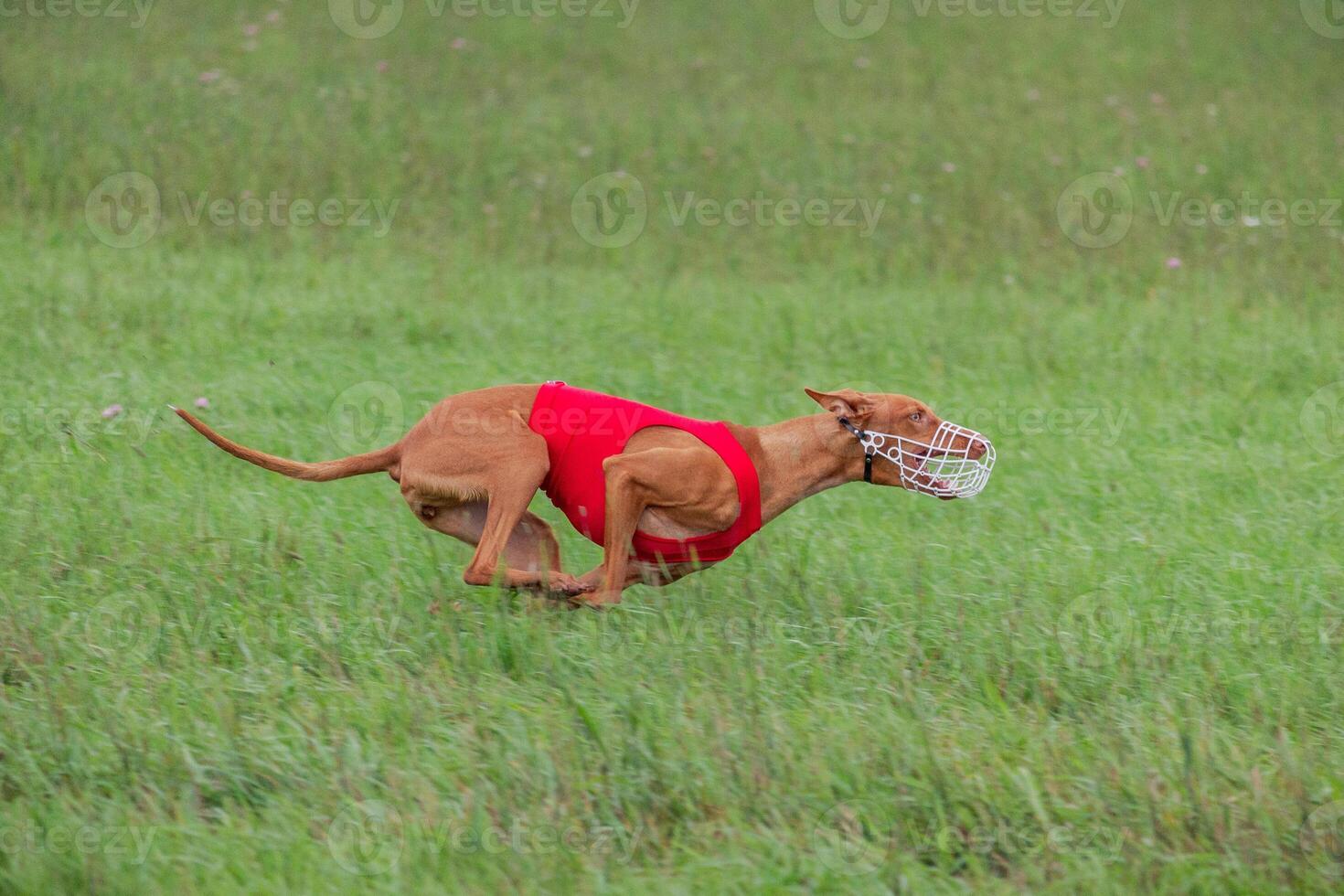 cirneco dell etna running full speed at lure coursing photo