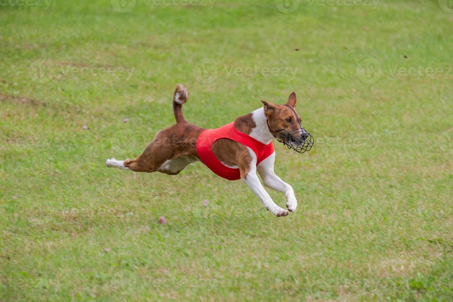 basenji lifted off the ground during the dog race competition photo