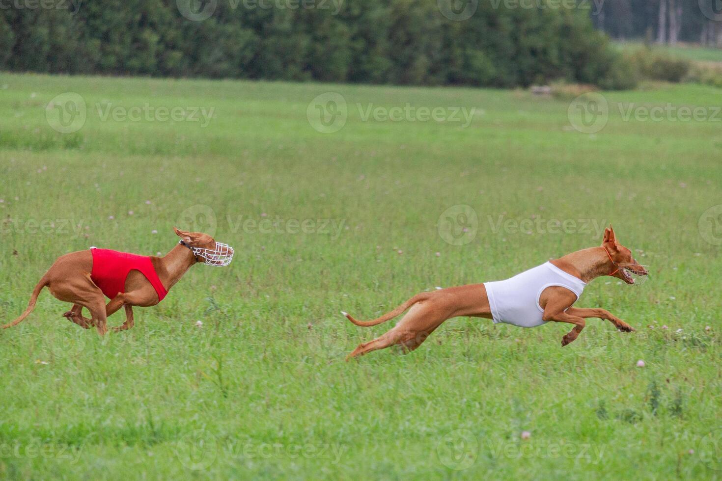 cirneco dell etna running full speed at lure coursing photo