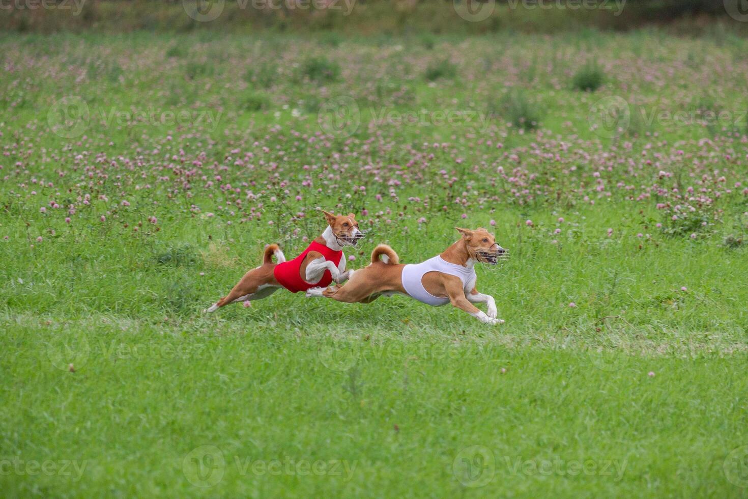 Basenjis running qualification for lure coursing championship photo
